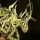 Lichen katydid