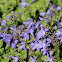 Campanula