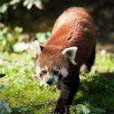 Red Panda