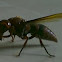 wasp