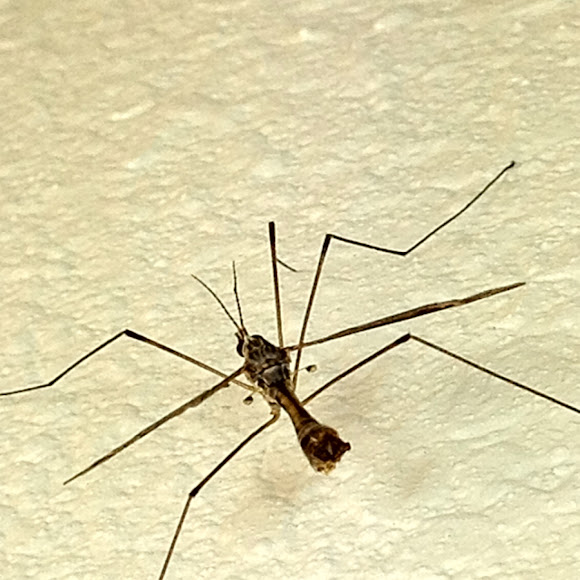 Spotting Image 1