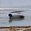 Coot; Focha Común