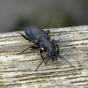 Nebria brevicollis