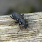 Nebria brevicollis