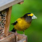 Evening Grosbeak