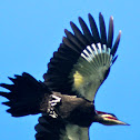 Pileated Woodpecker