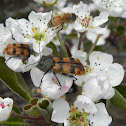 Cleridae