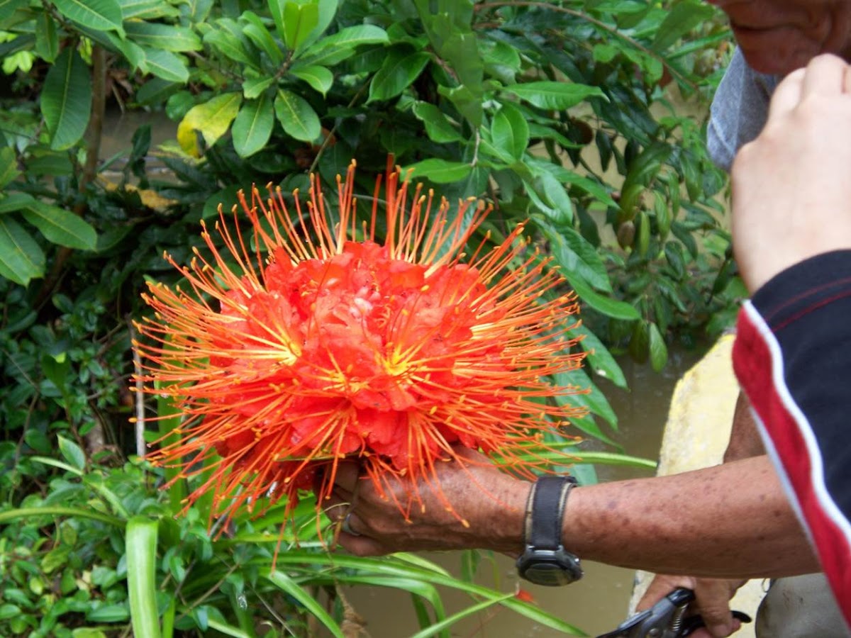 Jungle Rose?