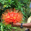 Jungle Rose?
