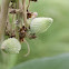 common milkweed