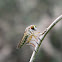 Robber Fly
