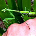 Praying Mantis