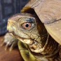 Three-toed Box Turtle