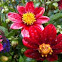 Red Dahlia var. Deep Red
