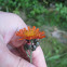 Orange Hawkweed