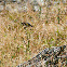 European Goldfinch