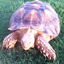 African Spurred Tortoise