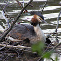 Nesting great crested grebes