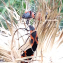 Small eastern milkweed bug