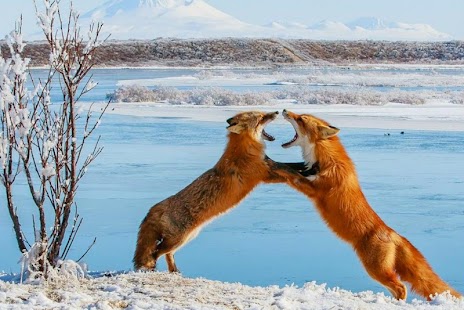 How to install Fox Wallpaper lastet apk for pc