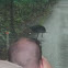 Southern Cassowary