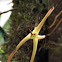 Cryptocentrum Orchid