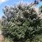 Texas Lilac or Chaste