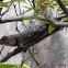 Tree lizard