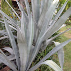 Century Plant,  German: Hundertjährige Agave, Amerikanische Agave