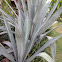 Century Plant,  German: Hundertjährige Agave, Amerikanische Agave