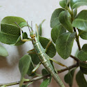 Lord Howe Island phasmid