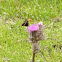Palamedes Swallowtail