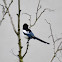 Eurasian Magpie
