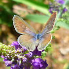 Long-tailed Blue