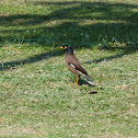 Common Myna