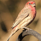 House finch