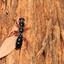 Bluebottle wasp