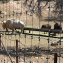 American bison
