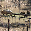 American bison