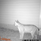 Bobcat