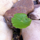 GOTU KOLA