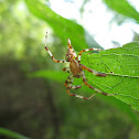 Marbled Orbweavers