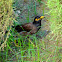 Common Myna, Indian Myna