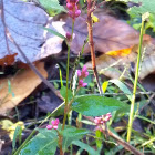 Smartweed