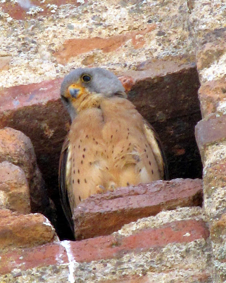 Spotting Image 1