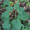 Wild Yam