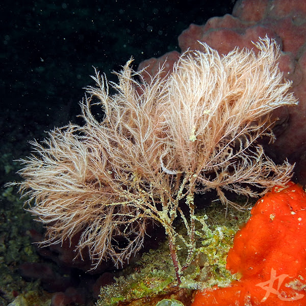 Type of Hydroid? Project Noah