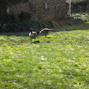 Geese