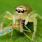 Jumping spider