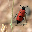 Blister Beetle